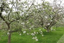 An Apple Orchard With The Trees Full Of Blossom.