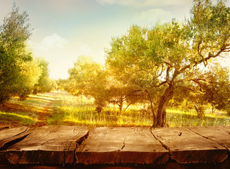 Poster - Olive orchard