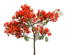 Red Flower Tree Isolated