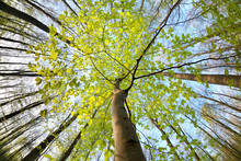 Green Beech Tree In Sunny Forest