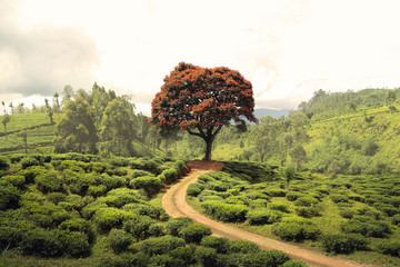Wall Mural - red tree in the middle of tea plantation