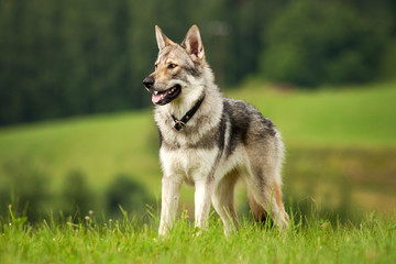 Wolfdog standing and loking on the green medow