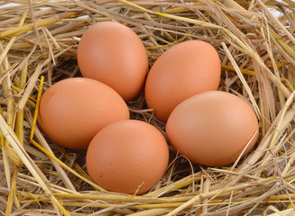 Wall Mural - Fresh eggs on rice straw.