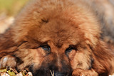 Fototapeta Psy - Tibetan Mastiff puppy