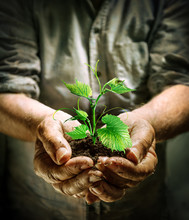 Farmer Hands Holding A Green Young Plant - New Life Concept

