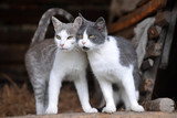 Fototapeta Koty - Two cute cats