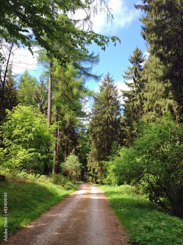 Naklejka na drzwi Waldweg im Deister, Niedersachsen