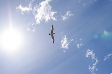 Seagull Flying With Spread Wings Towards Light