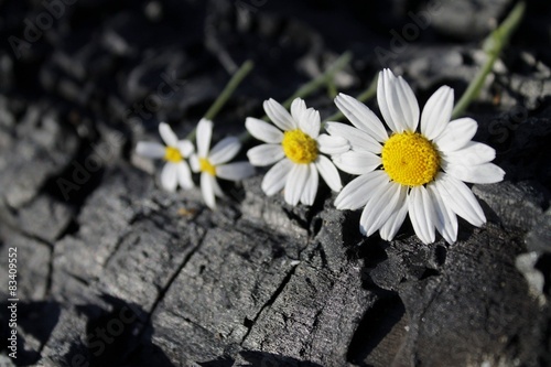 chamomile
