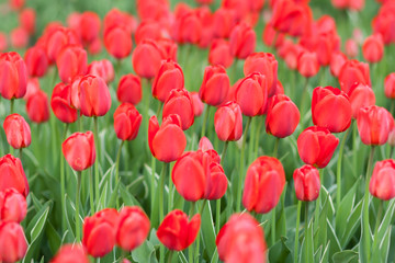 Red tulips