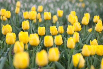 Wall Mural - Yellow tulips