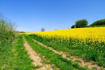 Wall Mural - Rural road by the rapeseed field