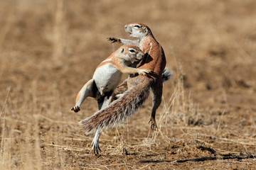 Wall Mural - two ground squirrels playing, kalahari desert, south africa