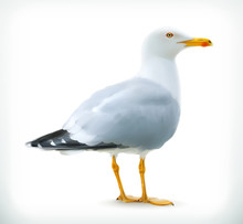 Sea Gull, Vector Icon