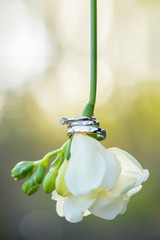 Wall Mural - Three white gold wedding rings on a freesia.