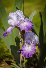 Closeup Of Flower Bearded Iris Splashacata.