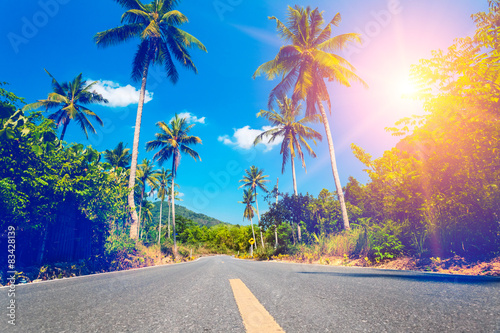Nice asfalt road with palm trees Poster Mural XXL