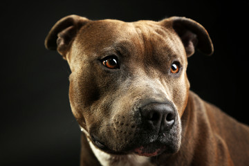 Poster - American Staffordshire Terrier, close-up, on dark background