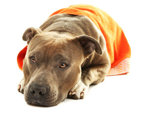 Poster - American Staffordshire Terrier with towel isolated on white