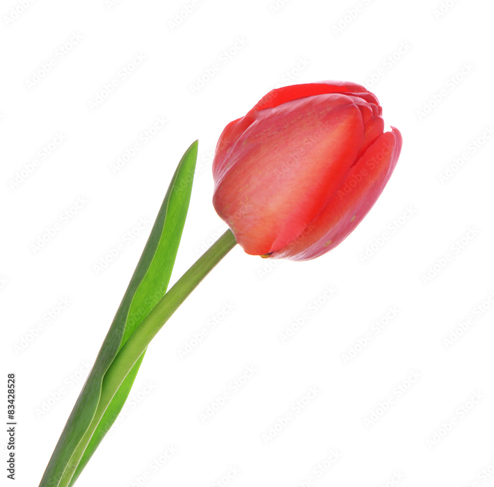 Beautiful red tulip isolated on white