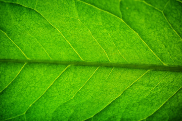 Poster - Close up of fresh green leaf with veins