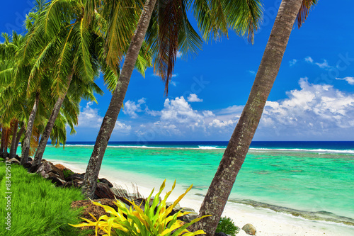 Fotografie, Obraz Coconut palm trees over the tropical beach of Rarotonga, Cook Is