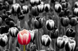Red tulip among monochrome  tulips