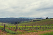 The vineyards of Chianti.