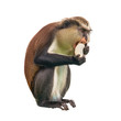 Monkey with a banana on a white background