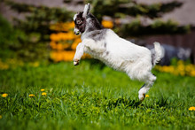 Adorable Goat Kid Jumping Up