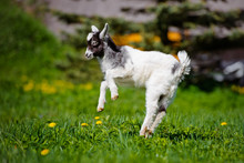 Adorable Goat Kid Jumping Outdoors