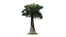 Kapok Tree - Isolated On White Background