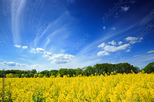 Obrazy Polska beautiful-polish-landscape-flowering-rapeseed-field