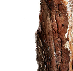 Wall Mural - Bark tree