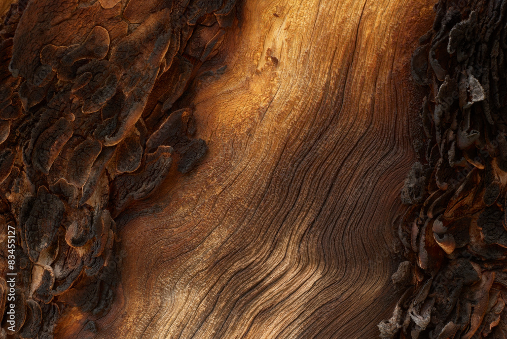 Traces of fire on an old wood (close up foto) - obrazy, fototapety, plakaty 
