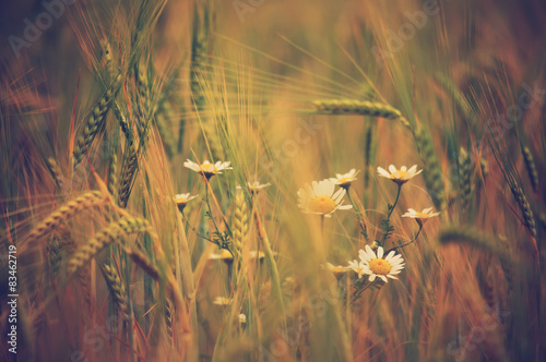 Fototapeta na wymiar Daisy flower on summer wheat field