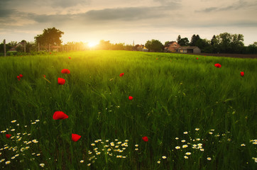 Wall Mural - poppies an daisy flowers on the summer wheat field sunset