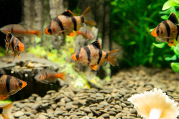 fish in an aquarium