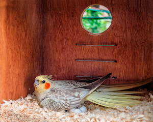 Wall Mural - Cockatiel laying eggs in a nest box