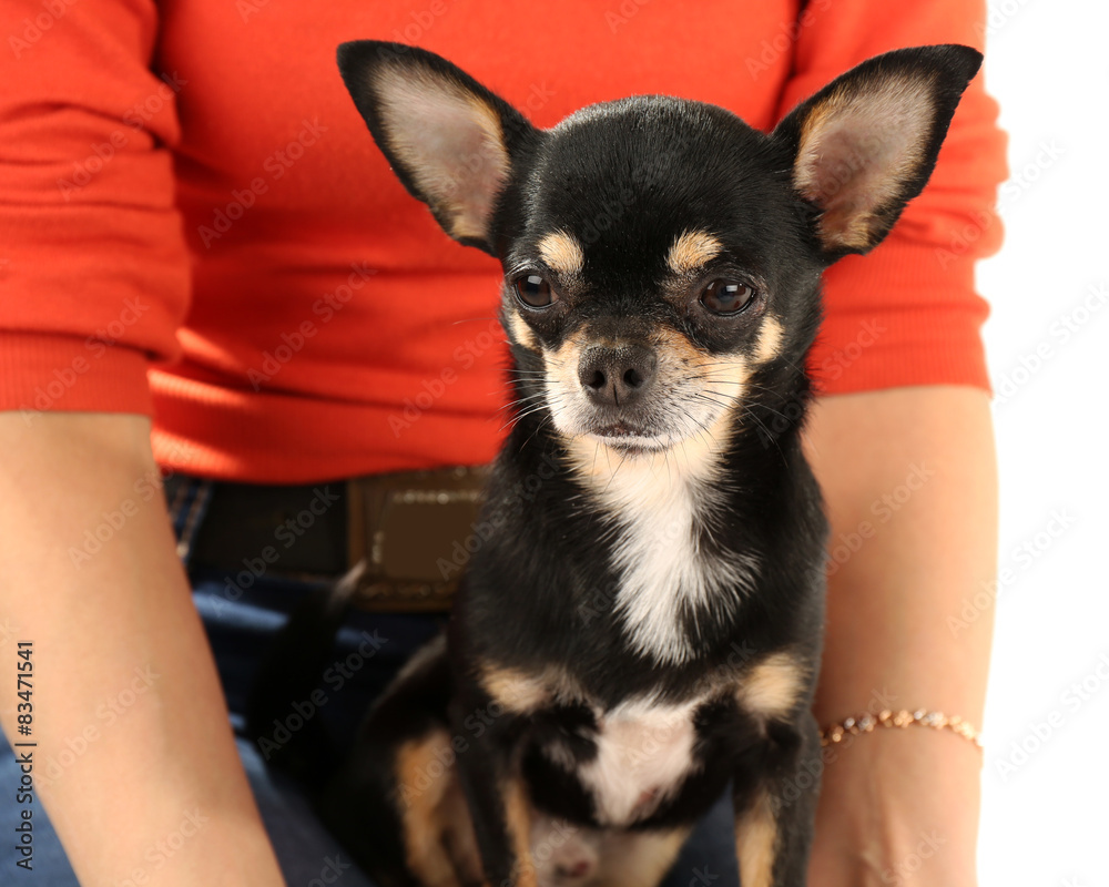 Cute chihuahua puppy sitting on female hands isolated on white
