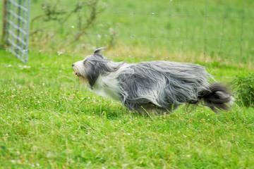 Wall Mural - Running bearded border collie dog