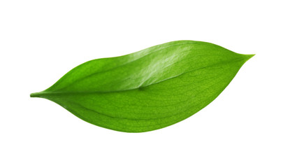 Sticker - Green leaf isolated on white