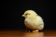 Cute Yellow Baby Chicken 
