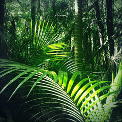 Canvas Print - Jungle