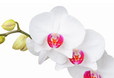 Fototapeta Panele - Fresh orchid flower, isolated on white background, DOF