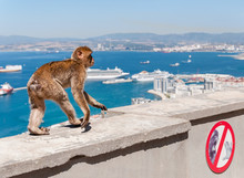 Barbary Macaque Monkey In Gibraltar
