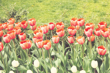 Sticker - Vintage tulip garden