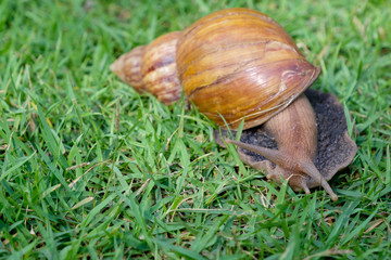 snail on glass