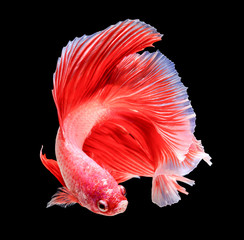 Canvas Print - siamese fighting fish isolated on black background.