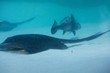 Manta ray swimming with fish 